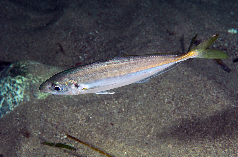 Trachurus mediterraneus (Steindachner, 1868)